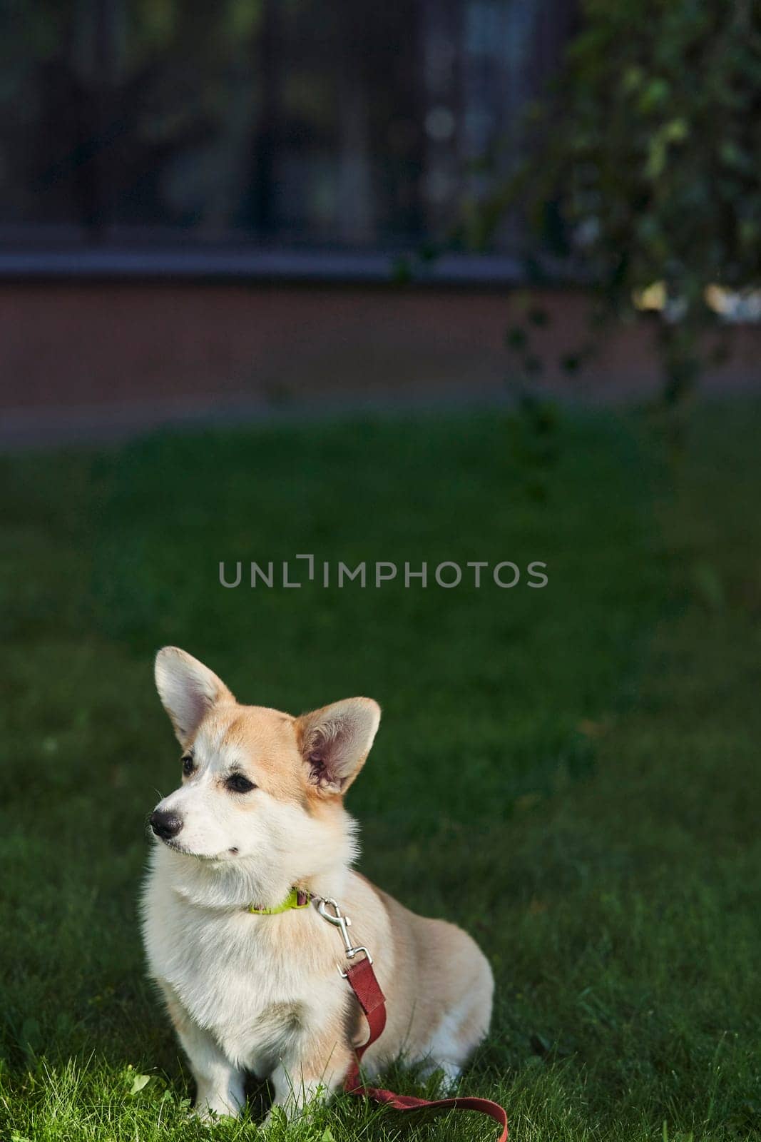 Welsh Corgi Pembroke dog sits on a manicured green lawn in a park in summer. High quality photo