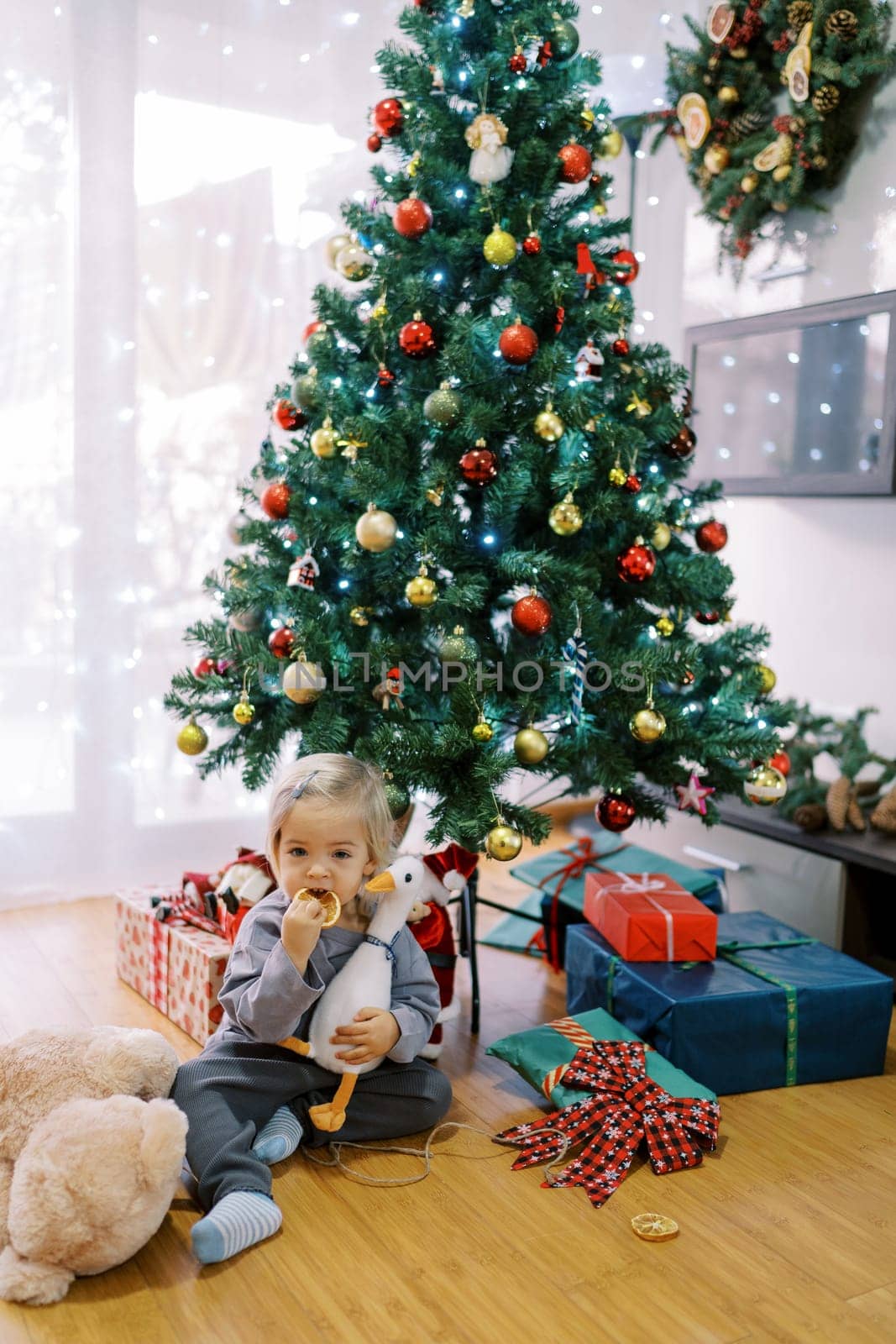 Little girl gnaws a slice of dried orange while sitting on the floor near the Christmas tree with gifts by Nadtochiy