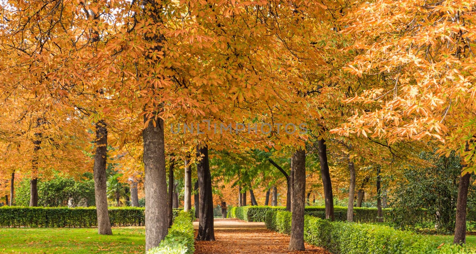 Autumn landscape of El Retiro Park, the oldest in the city of Madrid, in Spain. by csbphoto