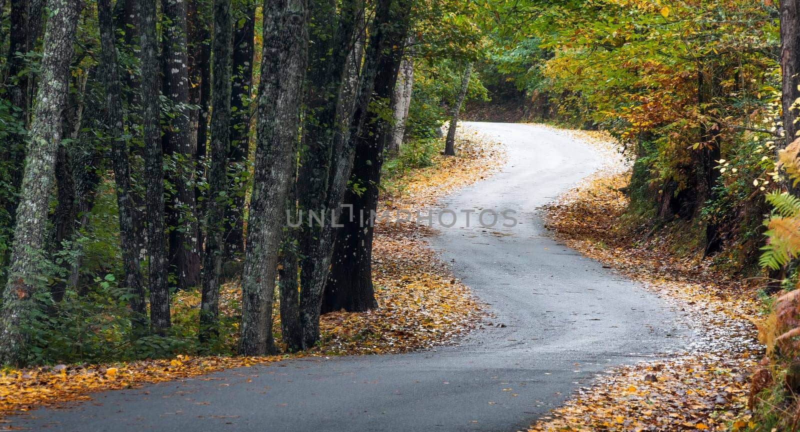 Solitary path between trees and vegetation in autumn.