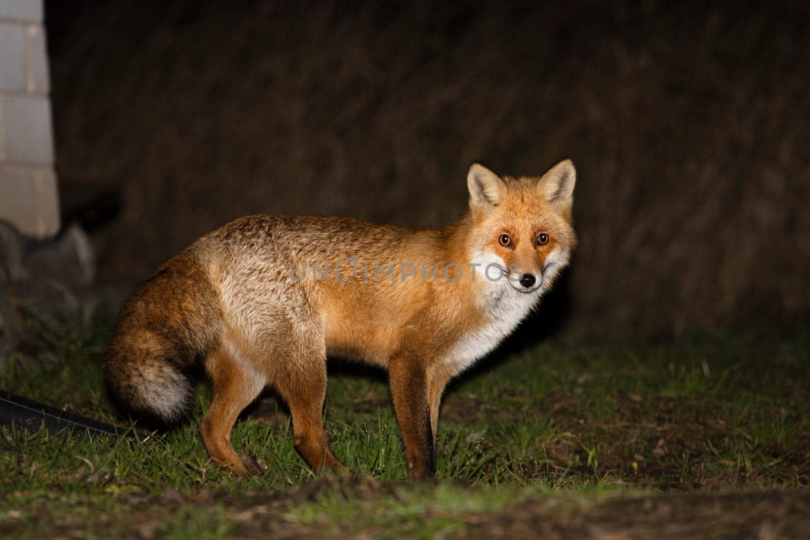 fox at dusk in the backyard , wild animal