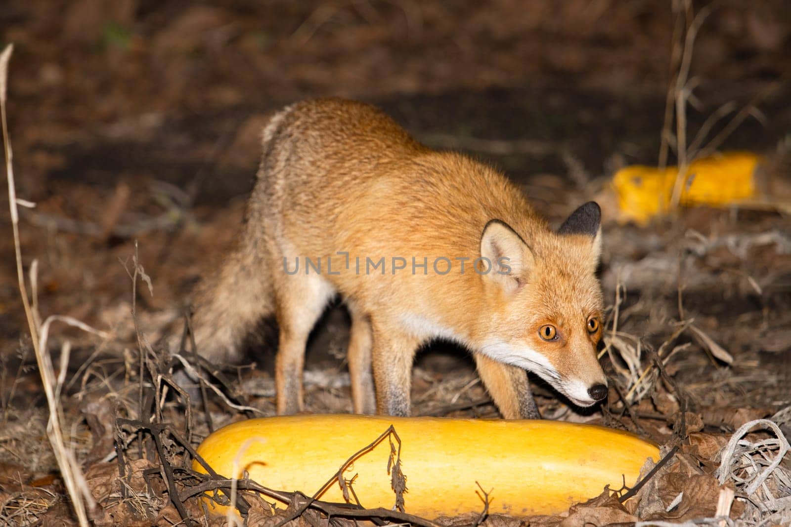 fox at dusk in the pumpkin patch , wild animal