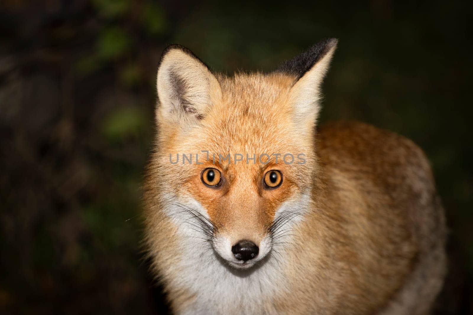 fox close-up portrait at dusk , wild animal