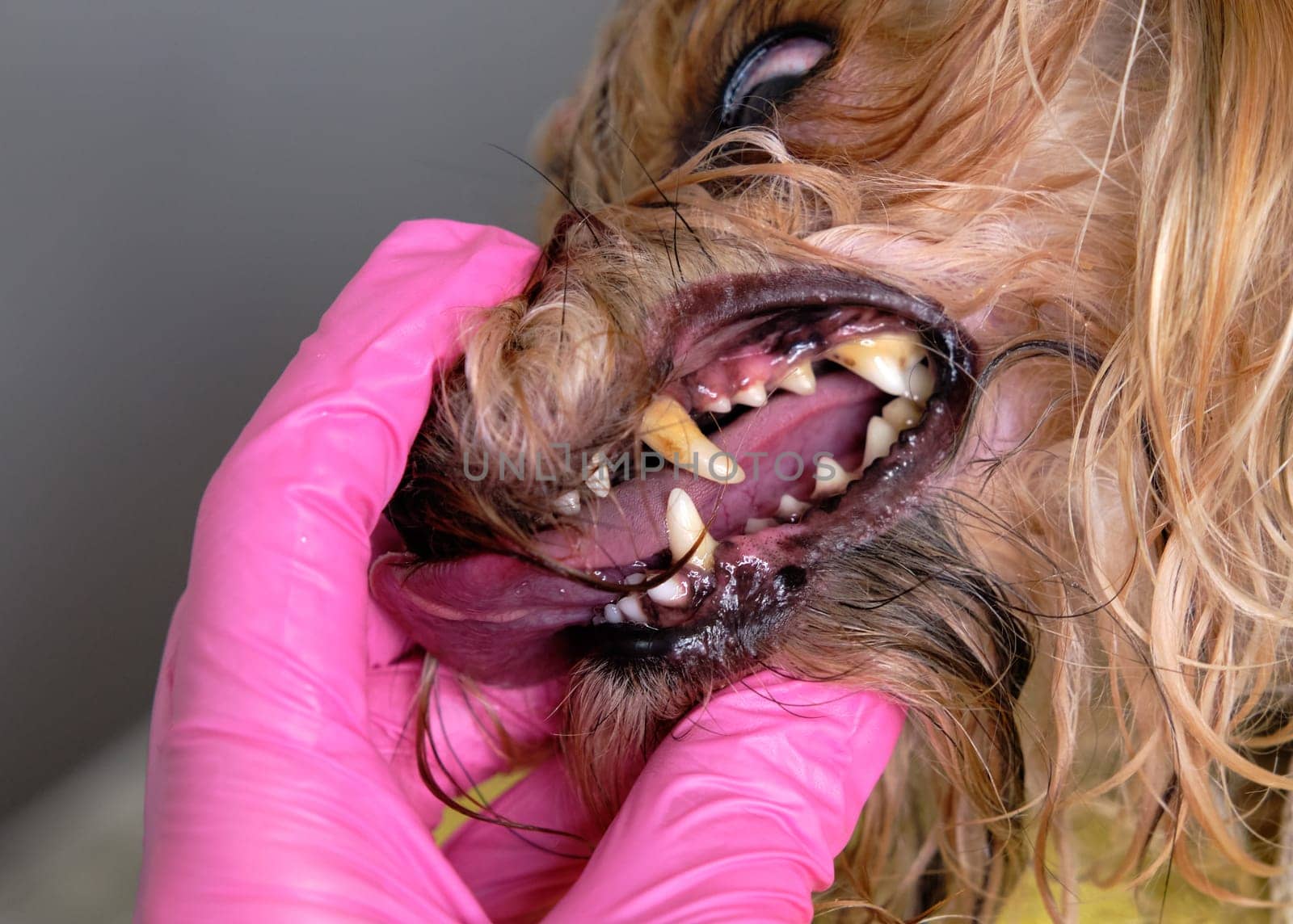 Demonstration of bad teeth in a dog covered with plaque close-up