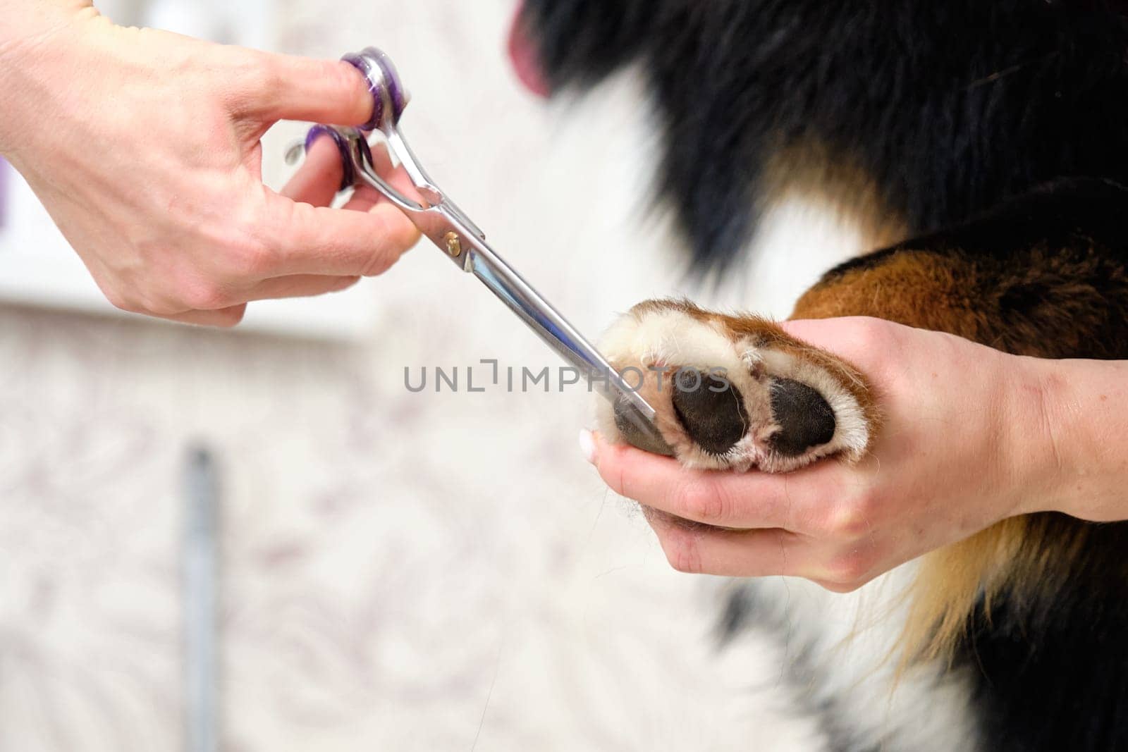 Cutting paws, edging along the contour with scissors close-up