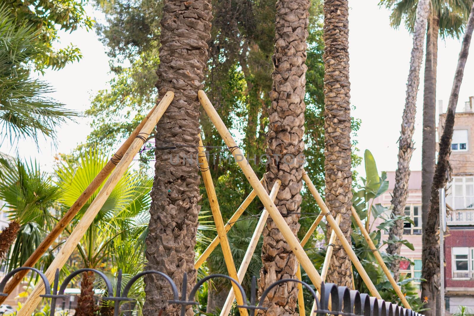 Palm trees are surrounded by roots during palm gardening and replanting by PopOff