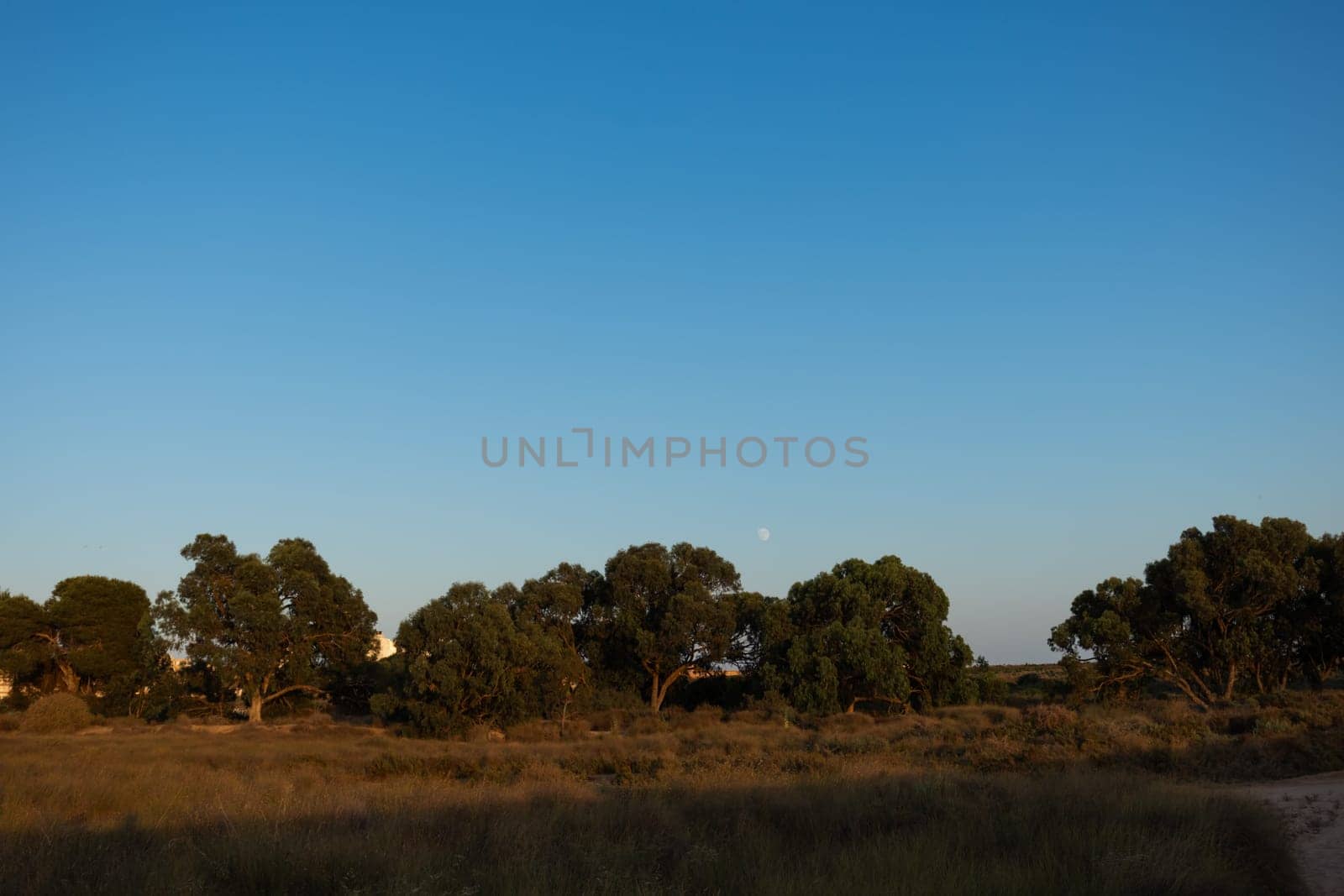 Photo of beautiful nature, there is a place for an inscription. Beautiful photo of nature at dawn. High quality photo