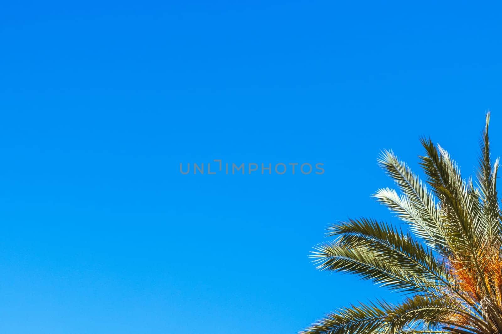 green palm tree isolated on blue sky background.beautiful summer landscape with place for inscription. High quality photo