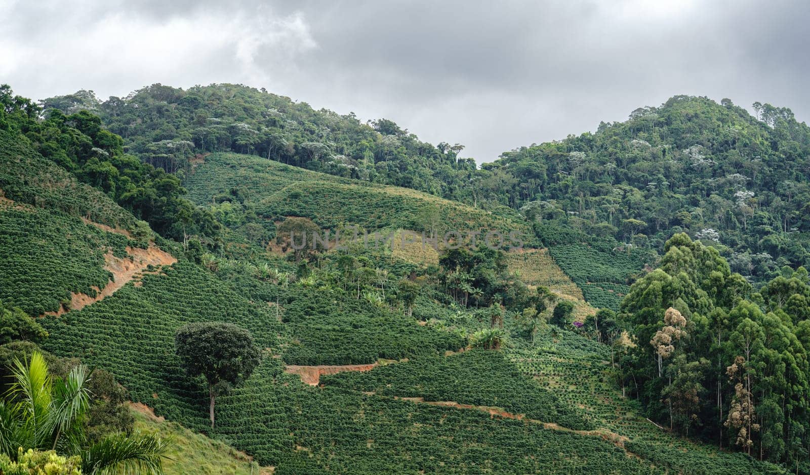 A picturesque coffee plantation on a steep mountain slope with winding paths among rows of coffee plants, surrounded by lush green forest and cloudy skies.
