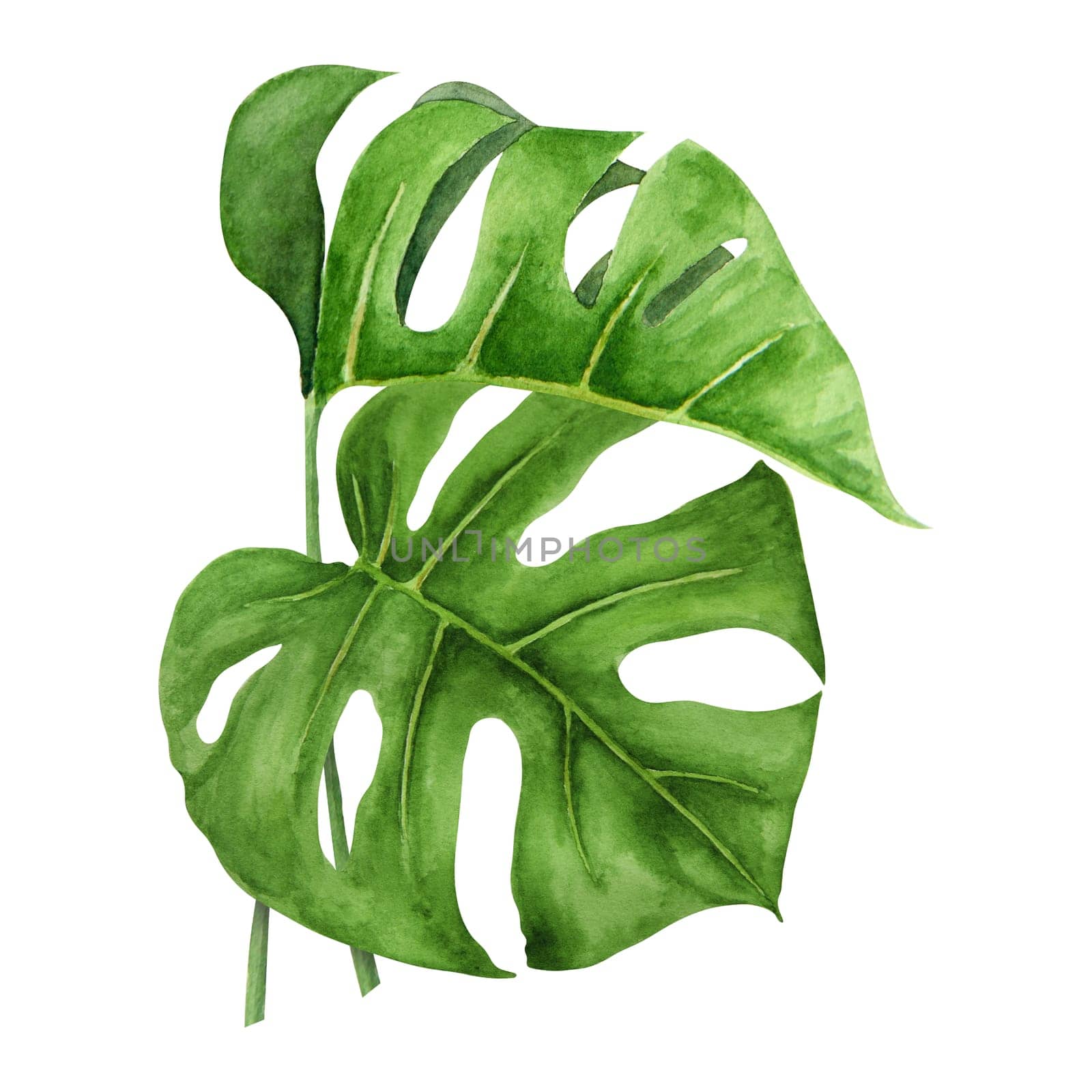 Green Monstera leaves. Watercolor hand drawn illustration of tropical plant for travel guides, cosmetic, spa, massage salon prints, wedding invitations, cards, textile, packing. Jungle liana clip art