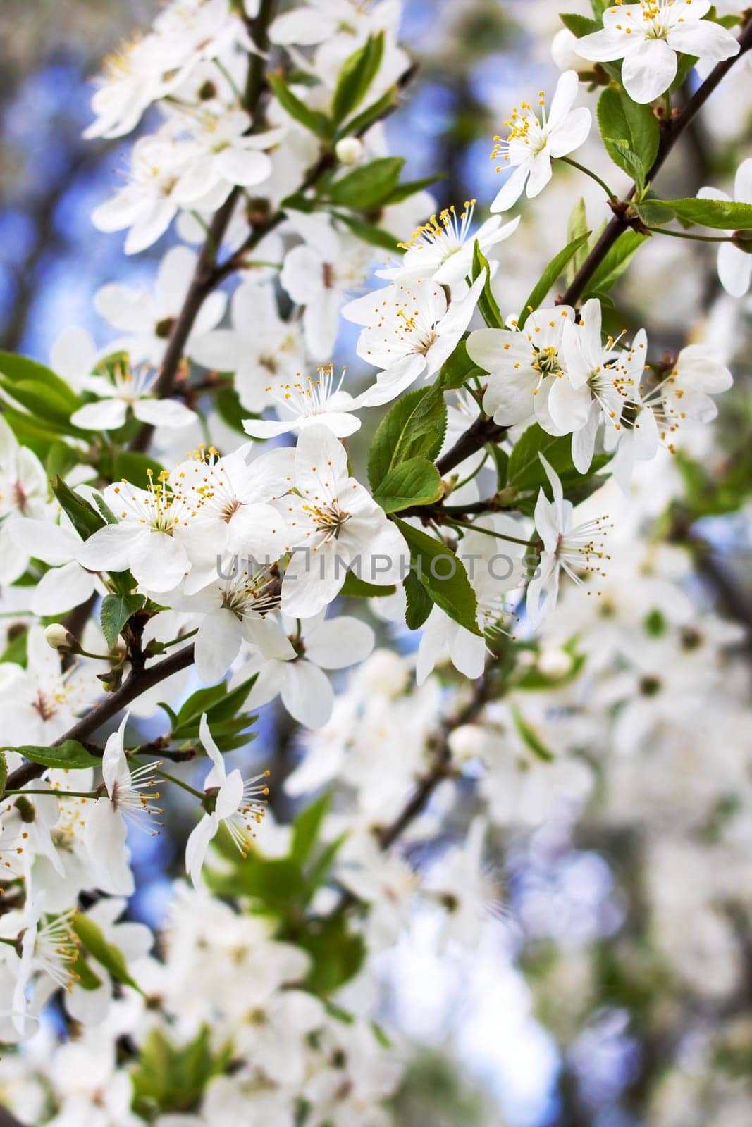 White bright cherry blossoms on a branch close up