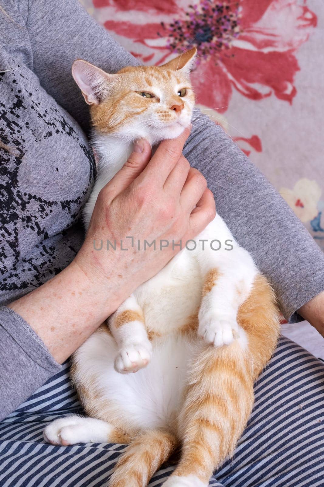 Hand stroking a red cat close up by Vera1703