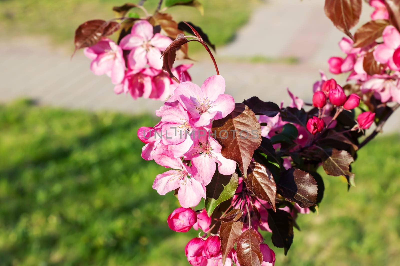 Bright pink apple blossoms close up, natural background