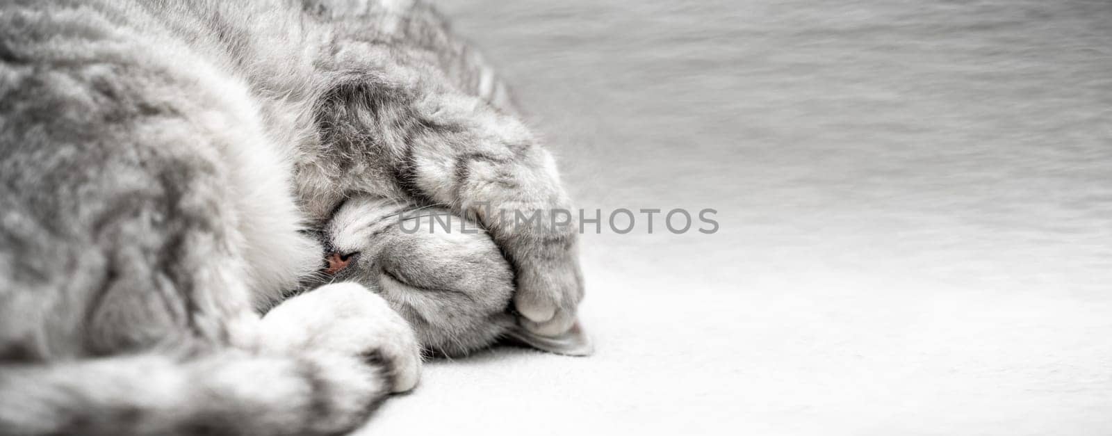 scottish straight cat is sleeping. Close-up of the muzzle of a sleeping cat with closed eyes. Against the backdrop of a light blanket. Favorite pets, cat food. by Matiunina