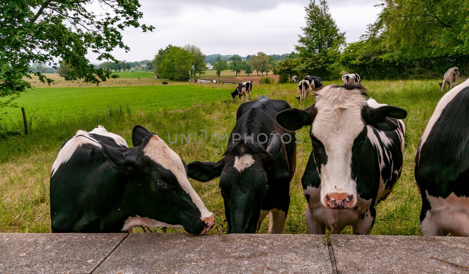 A Group of Cows While Grazing Came Up to Wall for a Close Up on a Spring Day