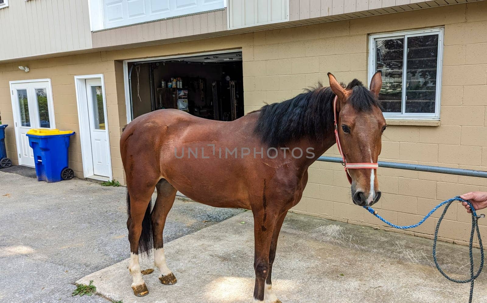 A Side View of a Single Horse That Looks Tired in Front of a Barn