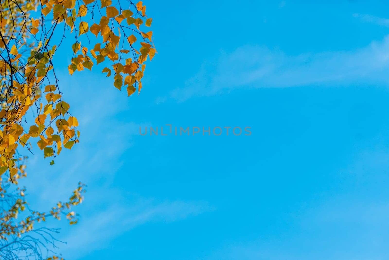 Autumn concept, birch forest. Beautiful natural bottom view of the trunks and tops of birches with golden bright autumn foliage against a blue sky. High quality photo