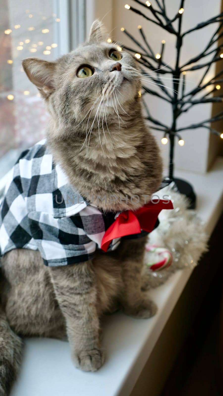 Scottish straight eared cat with red tie bow on New Year's holiday, celebrating Christmas. Pet sitting on the windowsill at home. Vertical