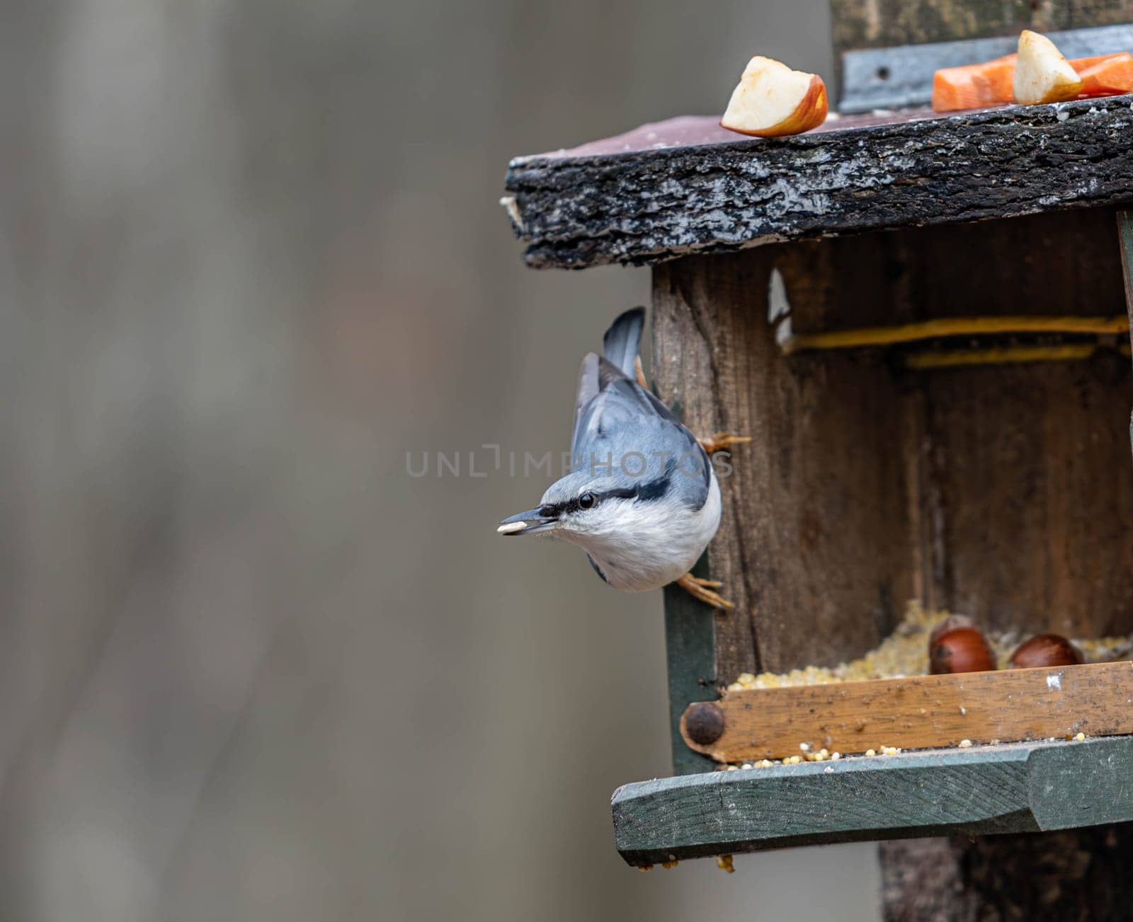 Natural Wildlife Bird, Nuthatch, Feeding Behavior Outdoors. High quality photo.