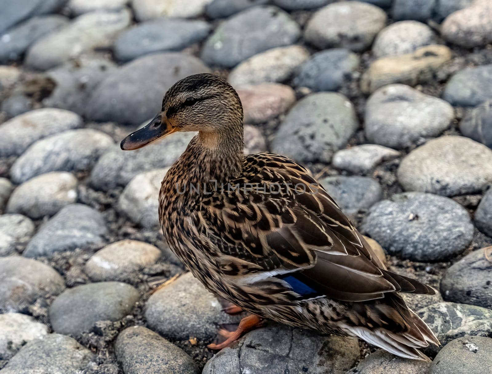 Wild duck standing on gray stones. High quality photo.