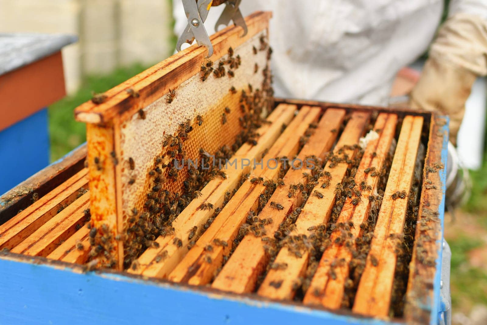 A beehive with bees. Close up