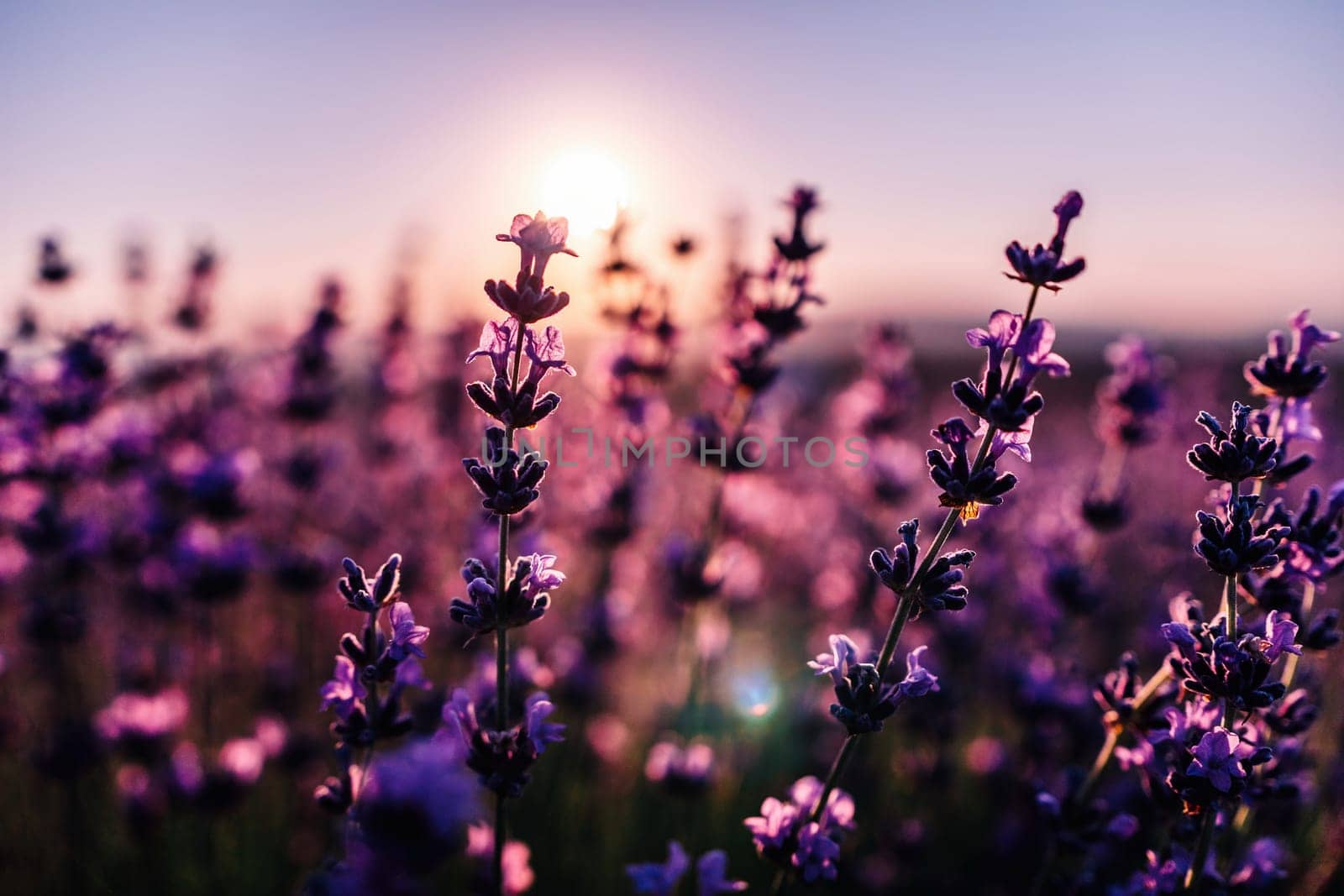 Lavender flower background with beautiful purple colors and bokeh lights. Blooming lavender in a field at sunset in Provence, France. Close up. Selective focus. by panophotograph
