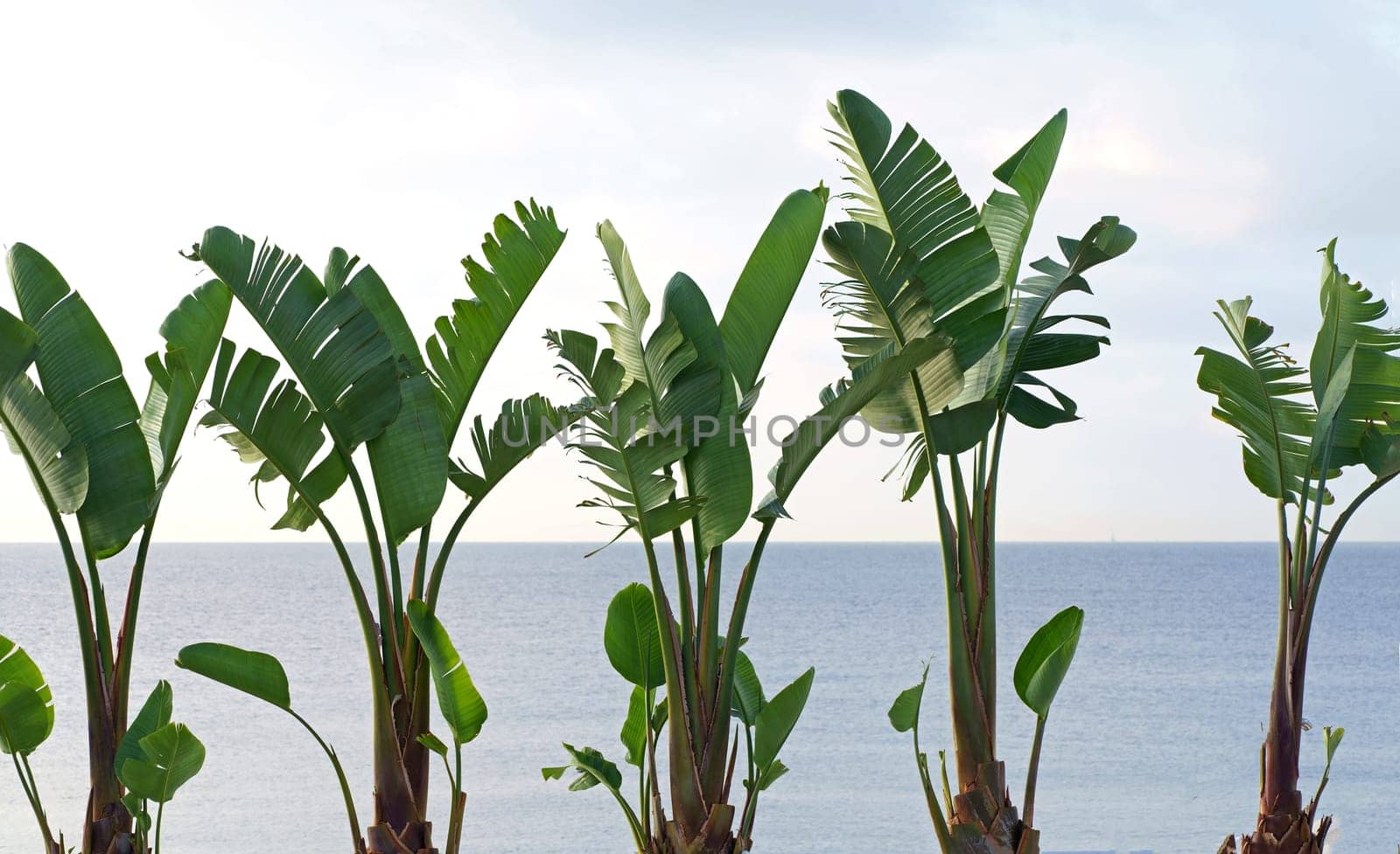 Sea. Beach. Banana palms. The picture symbolizes relaxation by the sea, tropical climate, exotic plants by aprilphoto