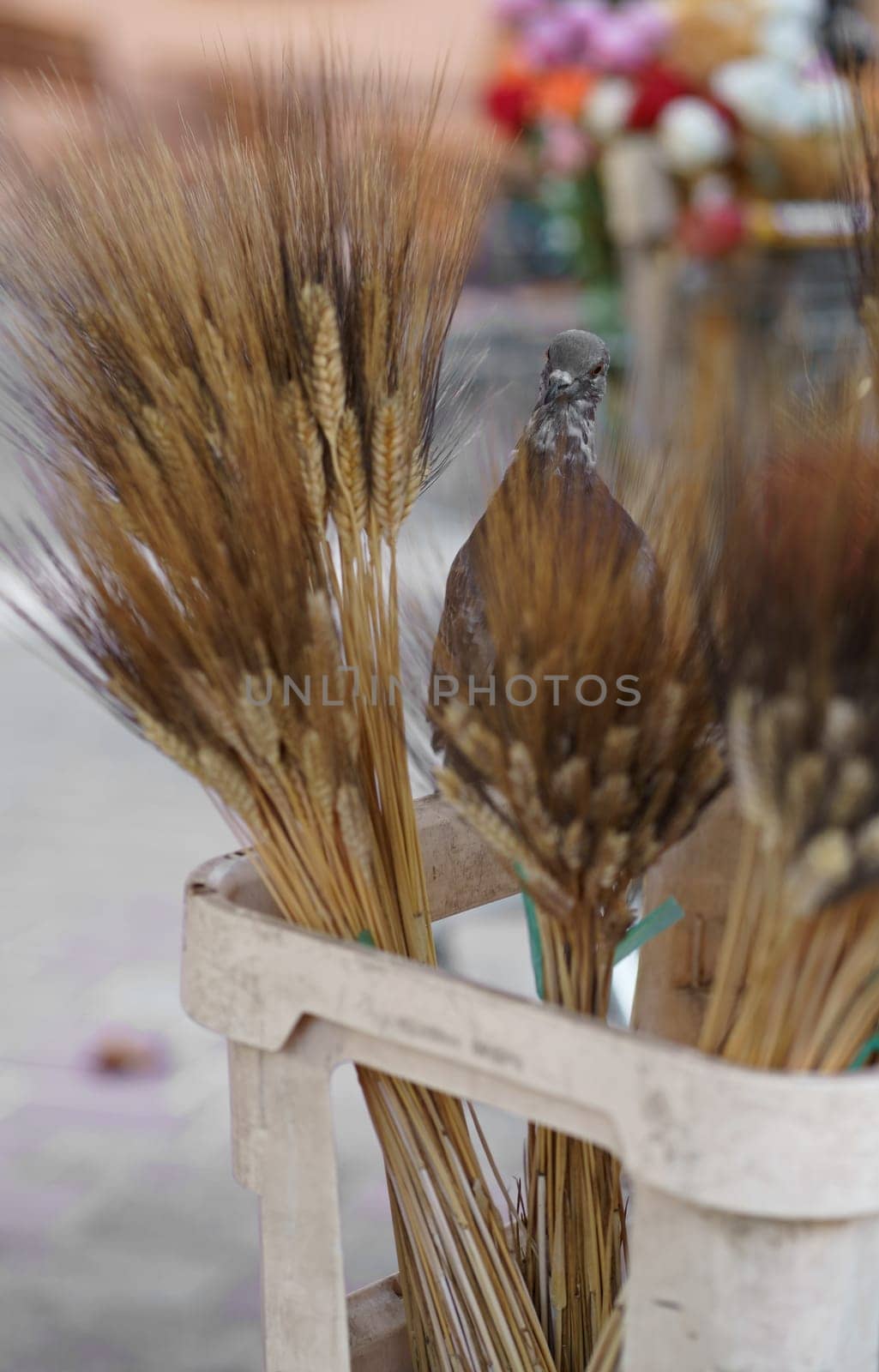 Nice. French market. ears of dry wheat for sale. Pigeon steals wheat. Full baskets of dry ears of wheat for sale at the florist's shop. by aprilphoto