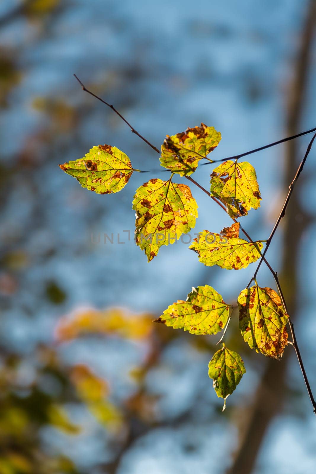 Yellowed leaves of plane tree in front of blue sunny sky in autumn