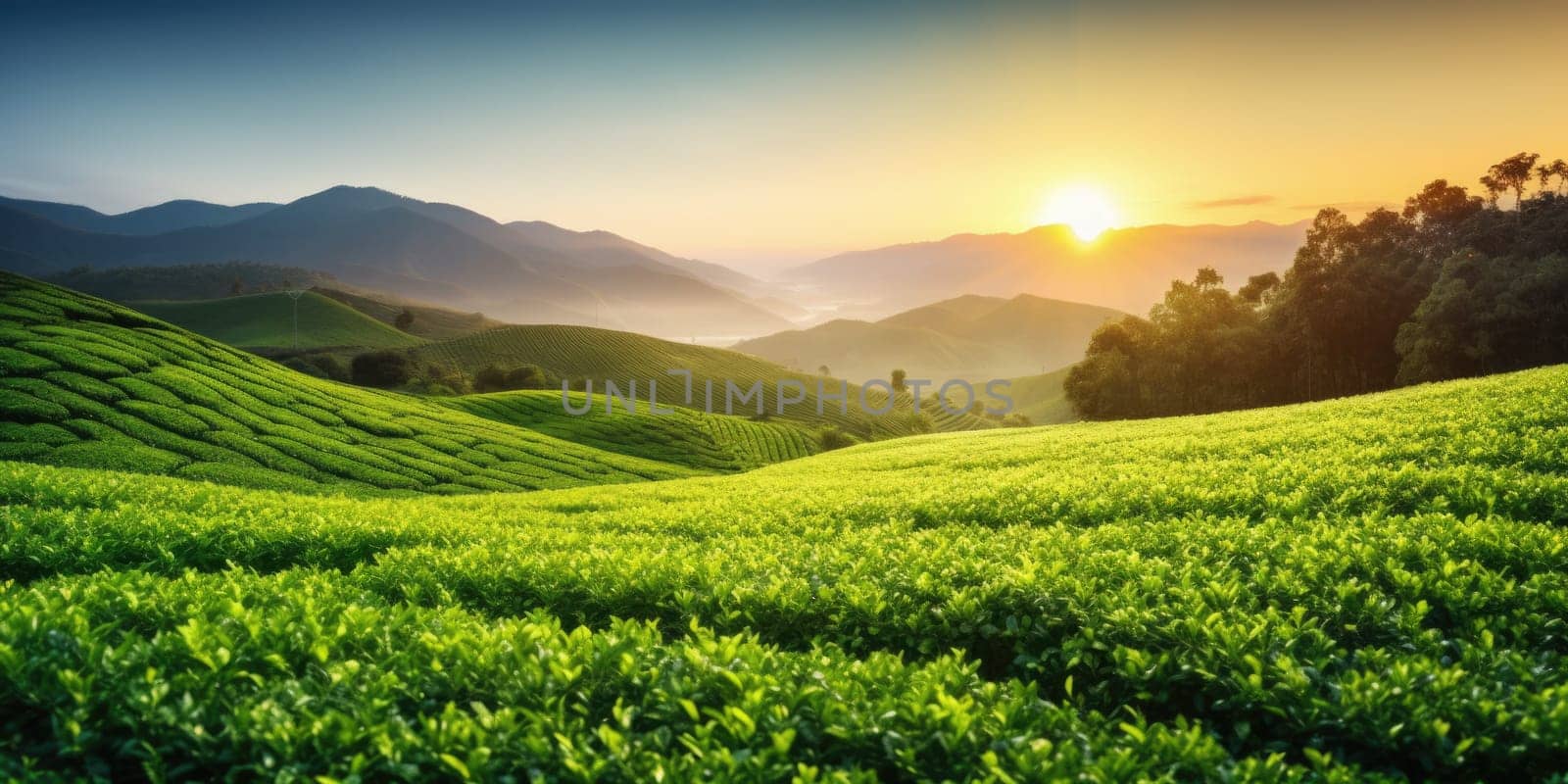 Green tea plantation at sunrise time,nature background. AI Generated by Desperada