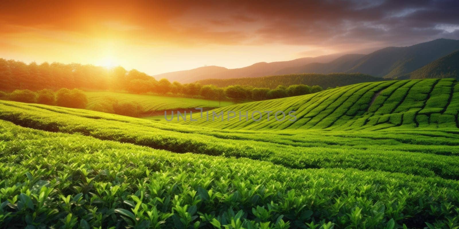 Green tea plantation at sunrise time,nature background. AI Generated by Desperada