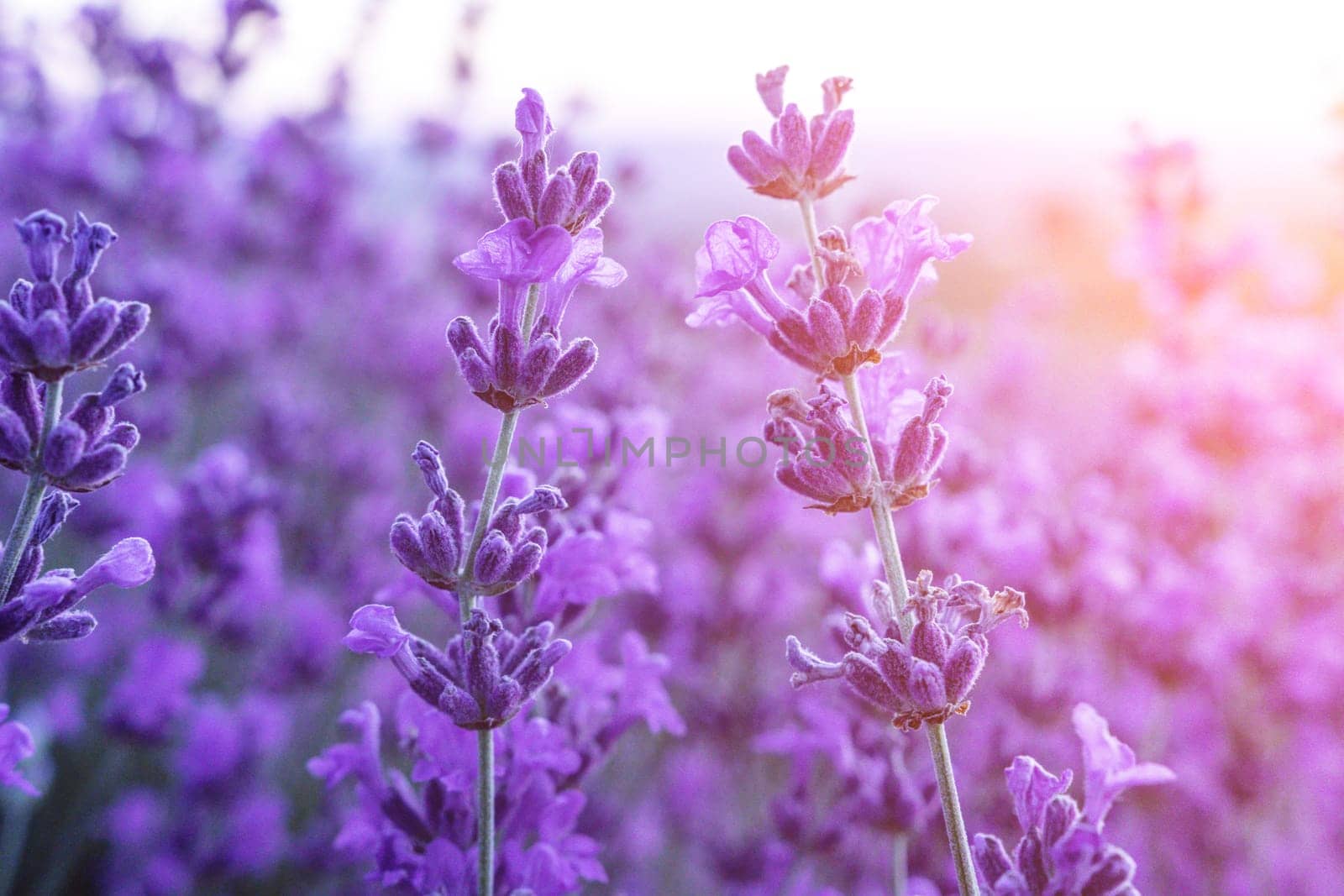 Lavender flower field closeup on sunset, fresh purple aromatic flowers for natural background. Design template for lifestyle illustration. Violet lavender field in Provence, France. by panophotograph