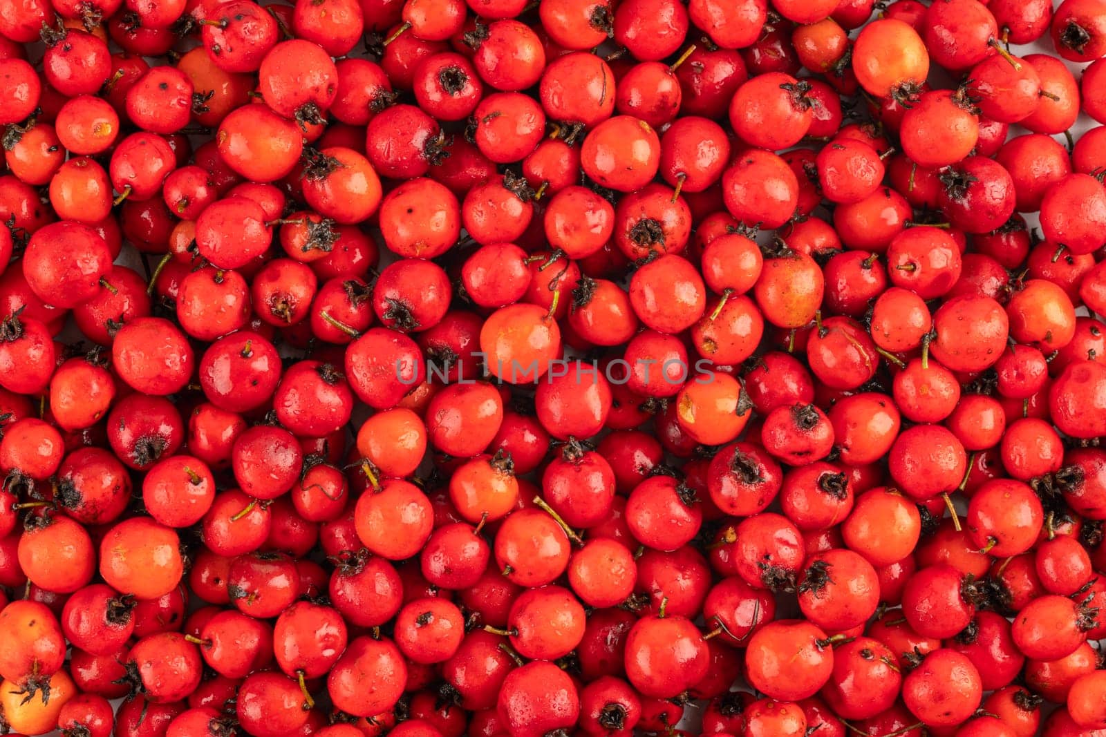 pile of red hawthorn berries full frame background and texture by z1b