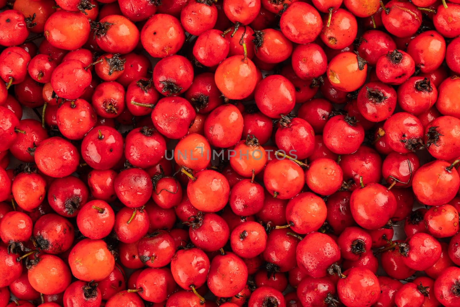pile of red hawthorn berries full frame background and texture.