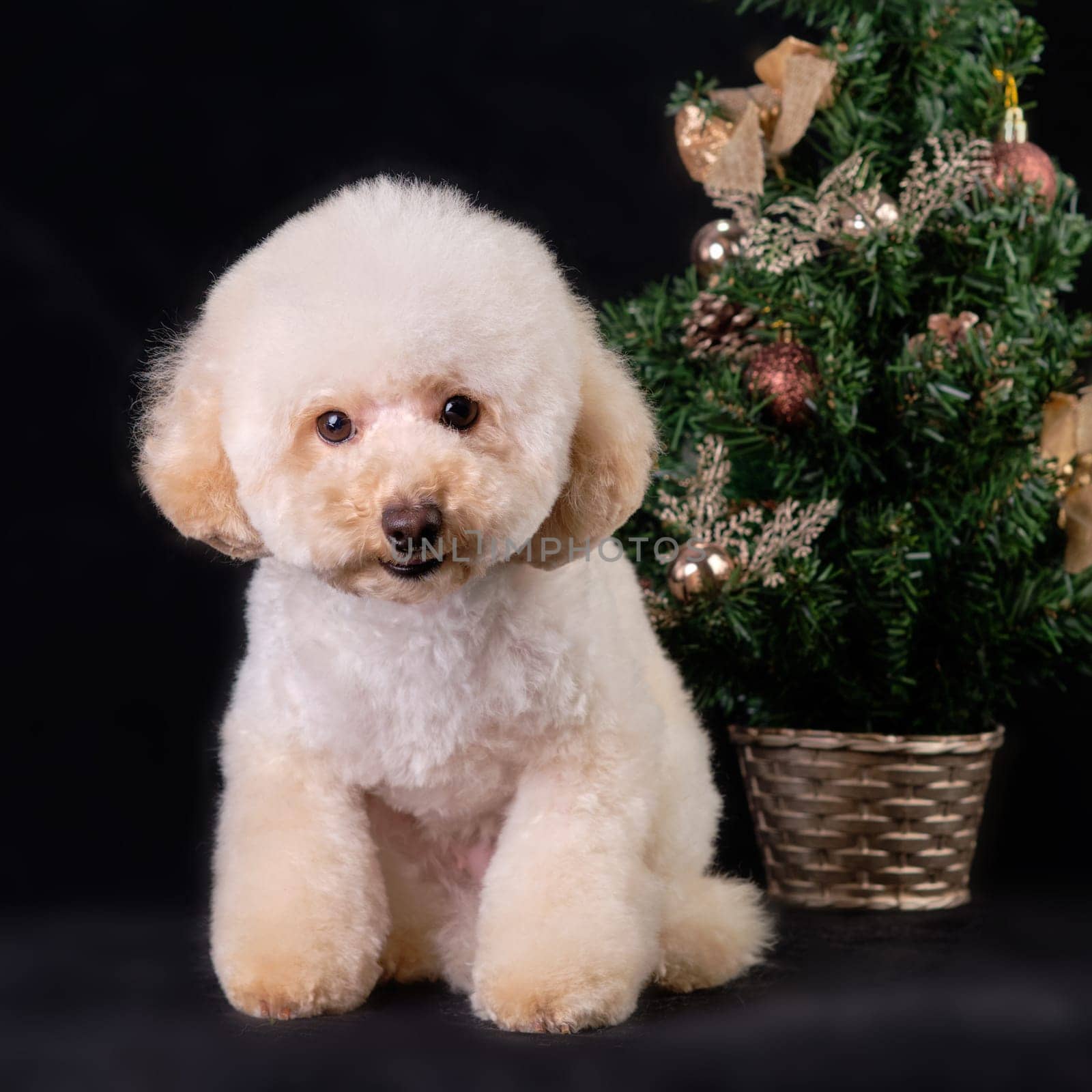 Apricot poodle puppy on the background of a Christmas tree on a black background.