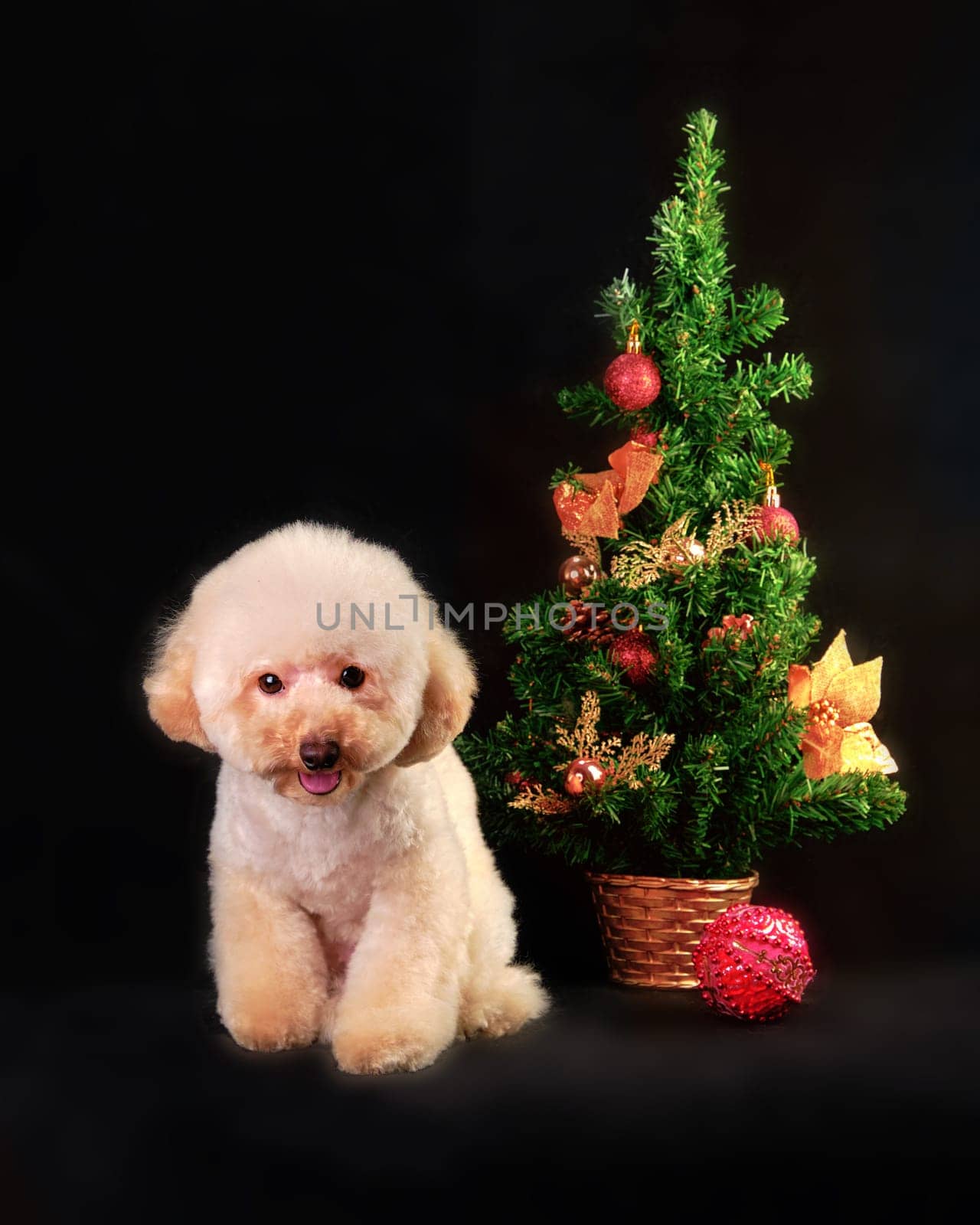 A puppy of a sitting poodle near a decorated artificial Christmas tree.