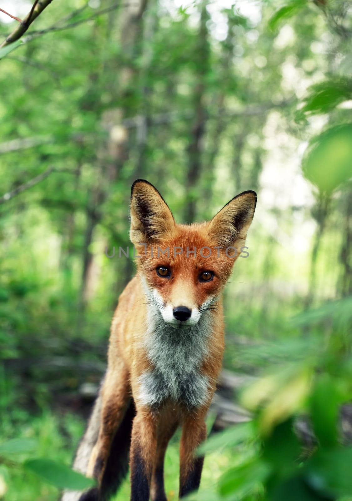 Communication with animals. Portrait of a fox in the wild forest