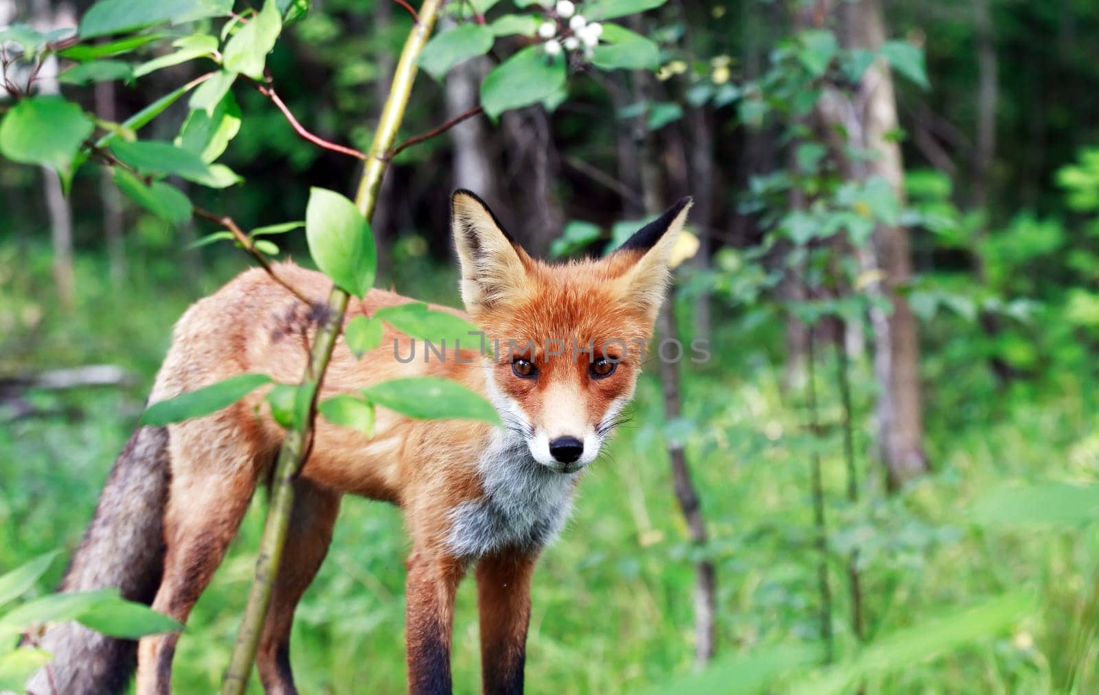 Portrait of a nice young fox in the wild summer forest
