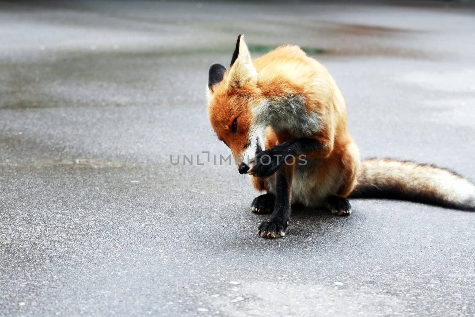 Nature and hygiene. Beautiful young fox washes her paws