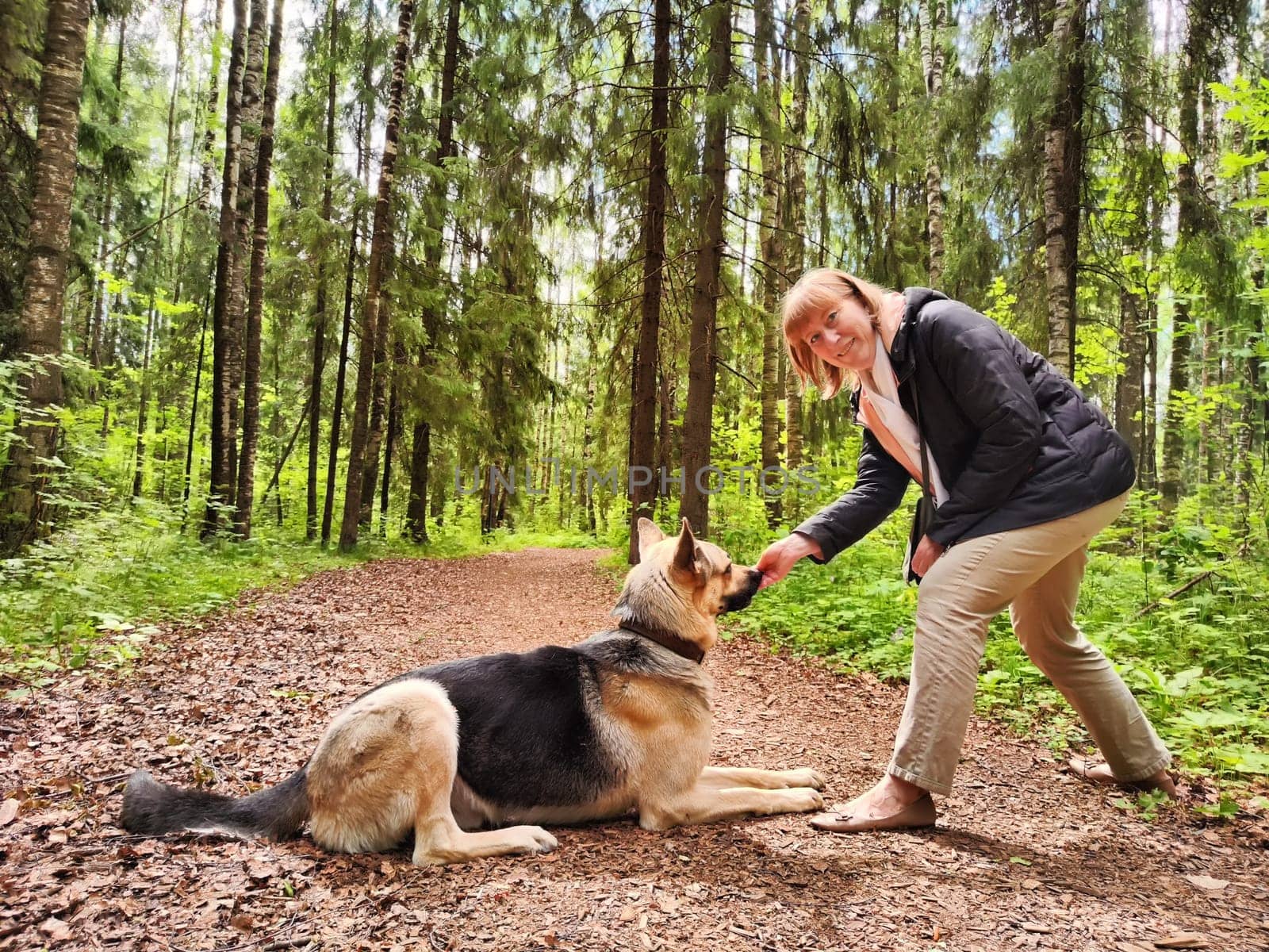 The girl or woman trains German Shepherd dog in spring, summer, and autumn forest. Walk and work with the dog