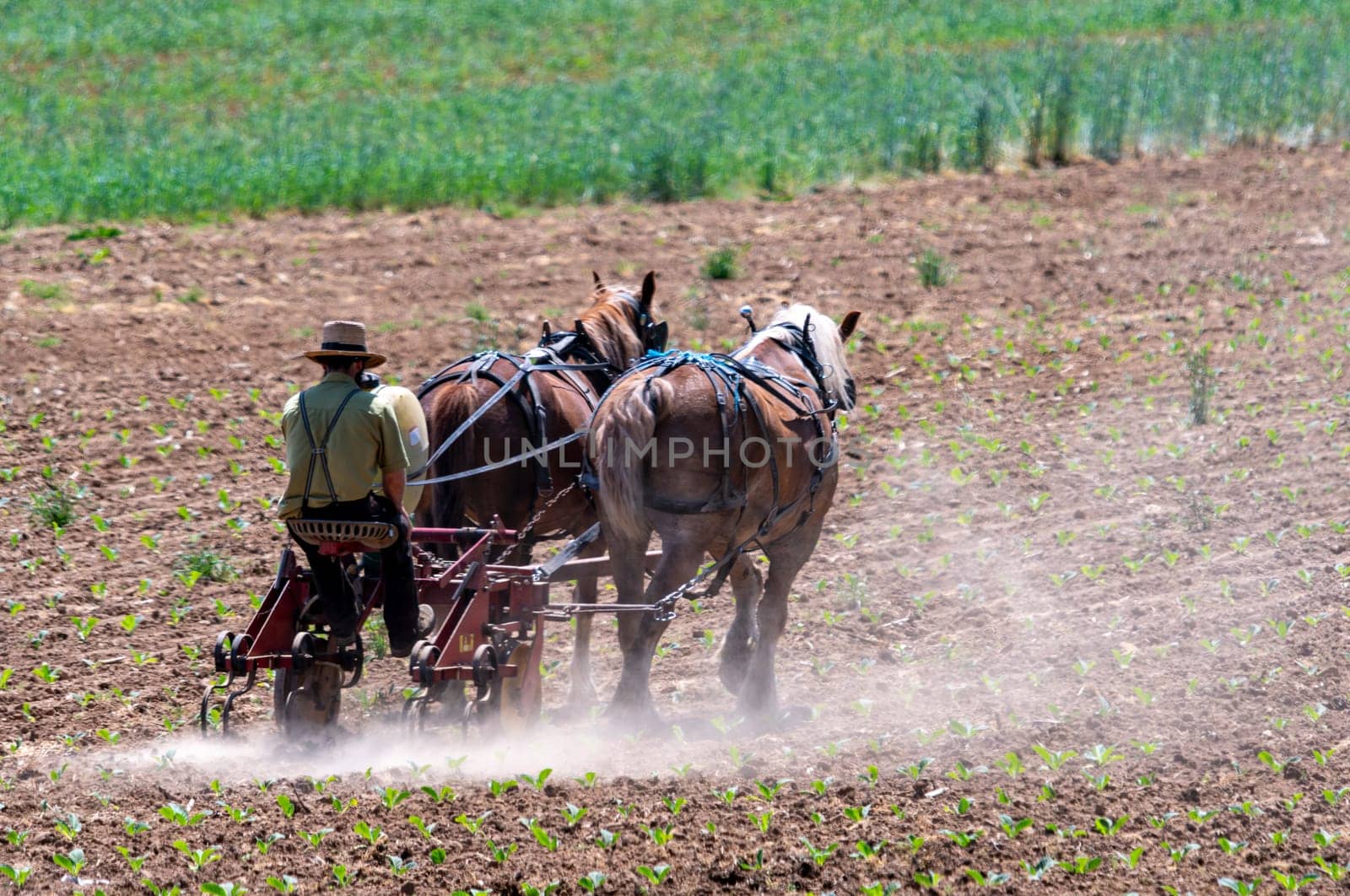 View of an Amish Farmer Cultivating his Field With Two Horses Pulling by actionphoto50