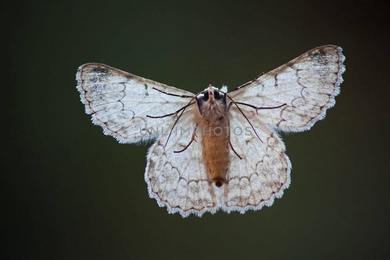 Underside of a Duster Moth (Pingasa abyssiniaria) seen through a window while resting