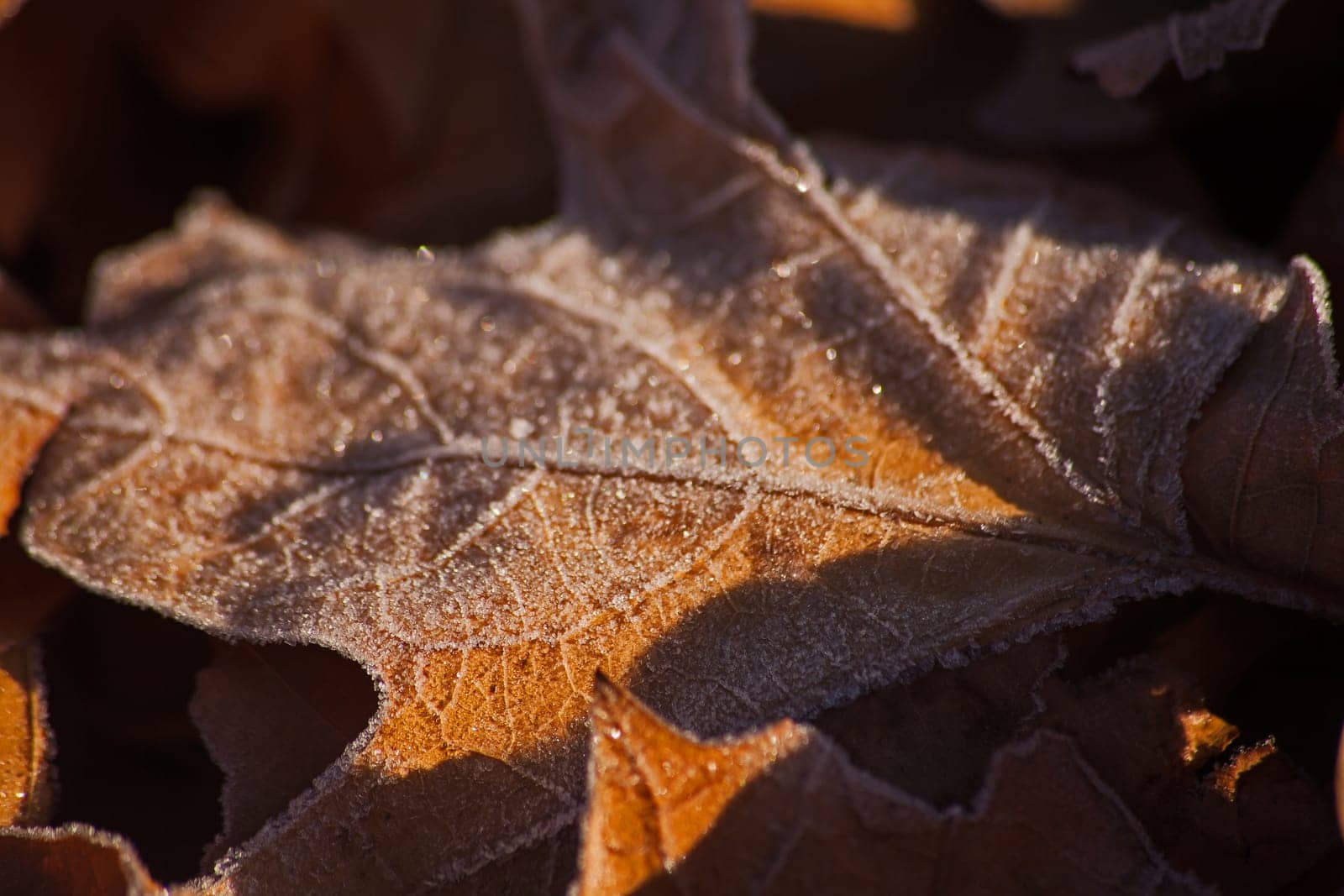Dried winter leaves with a dusting of frost