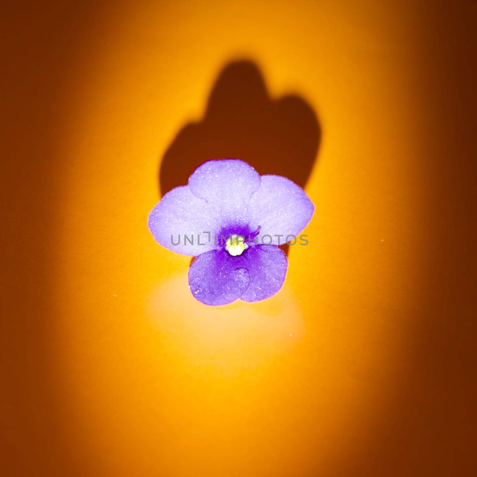 Violet indoor violet flower on an orange dark background. High quality photo