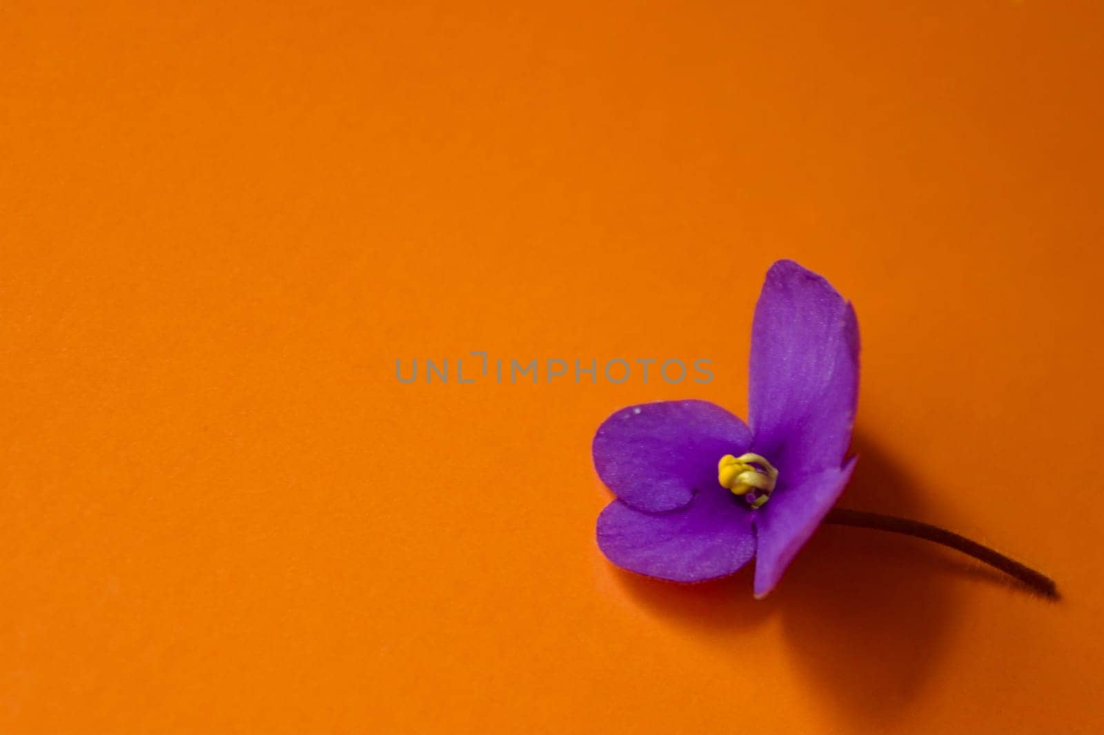 Violet indoor violet flower on an orange dark background. High quality photo