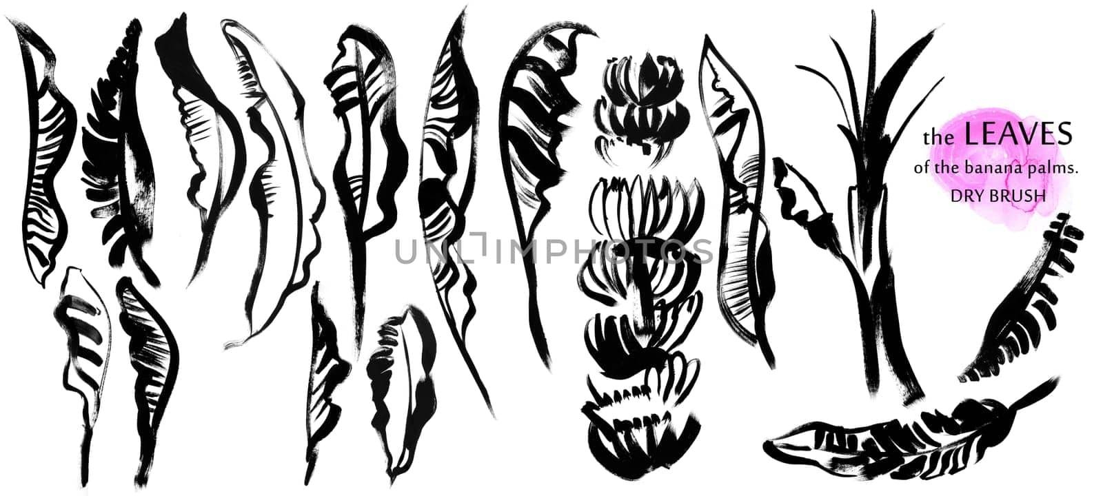 set of banana palm leaves, trunk and bananas drawn isolated on white with a dry brush, free line, large strokes. ideal for textile design of summer clothing
