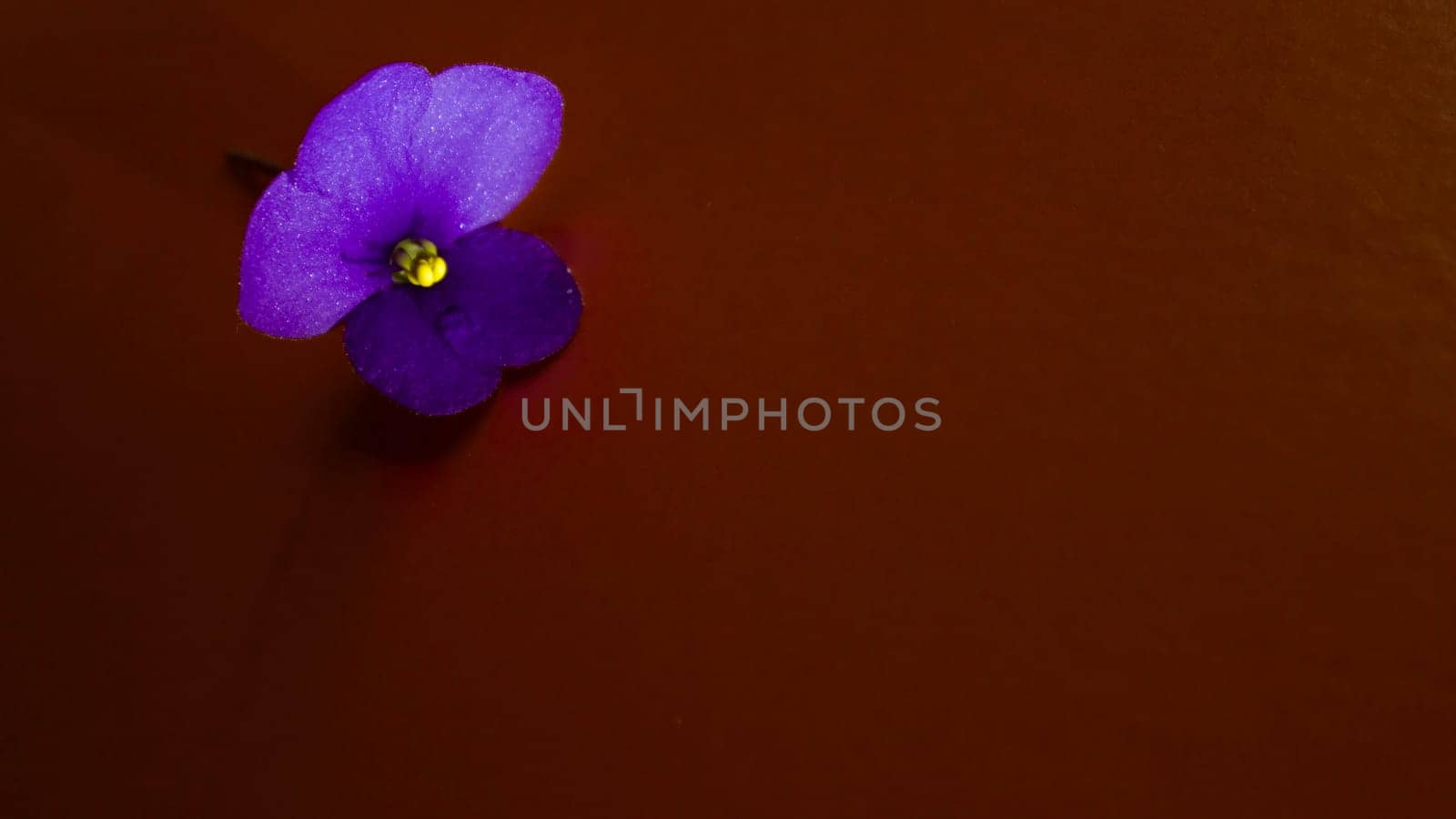 Violet indoor violet flower on an orange dark background. High quality photo