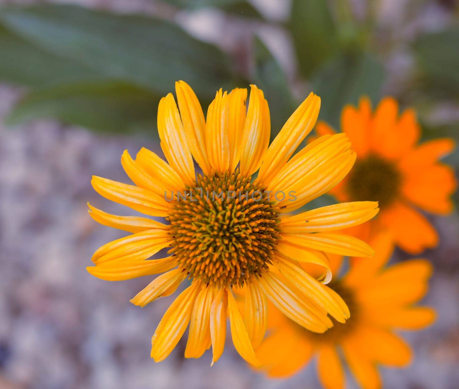 The family Asteraceae with the original name Compositae. Commonly referred to as the aster, daisy, composite, or sunflower family. The family has a widespread distribution, from subpolar to tropical regions, in a wide variety of habitats by roman_nerud
