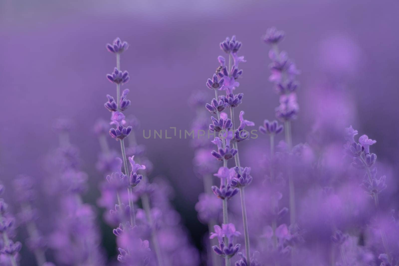 Lavender flower background. Violet lavender field sanset close up. Lavender flowers in pastel colors at blur background. Nature background with lavender in the field. by Matiunina