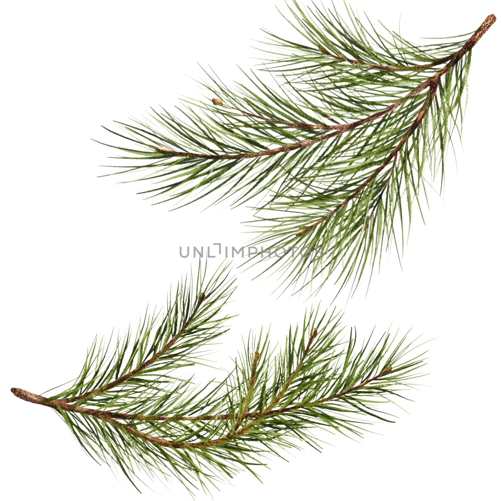 Pine branch watercolor isolated illustration. green natural forest christmas tree. needles branches greenery hand drawn. holiday decor with fir branch. holiday celebration decoration for 2024 new year by Art_Mari_Ka